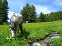 Семь мгновений лета